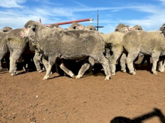 26 Poll Merino Rams