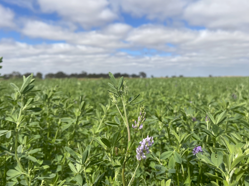 Lucerne Mix