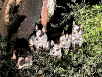 CATTLE DOG PUPS