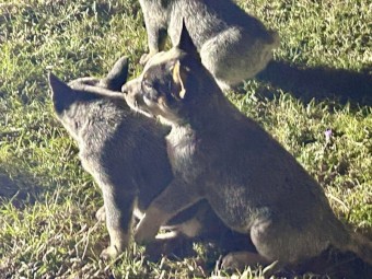 CATTLE DOG PUPS