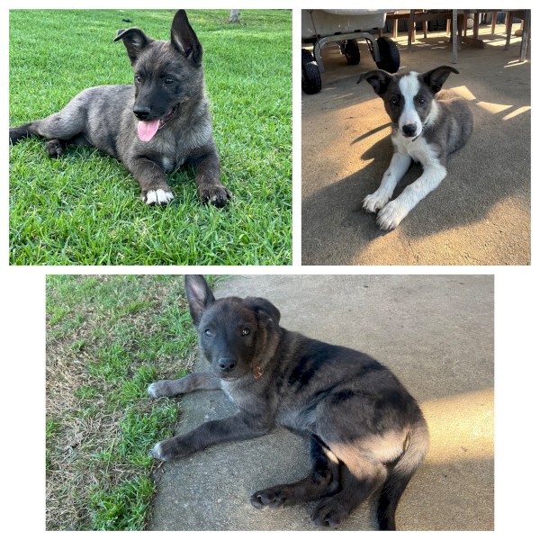 2 x Male Kelpie x Koolie Working Dog Pups