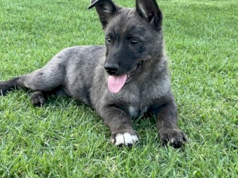 2 x Male Kelpie x Koolie Working Dog Pups