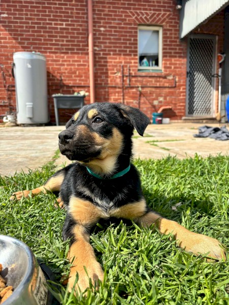 Kelpie Pups