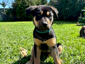Kelpie Pups