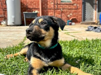 Kelpie Pups