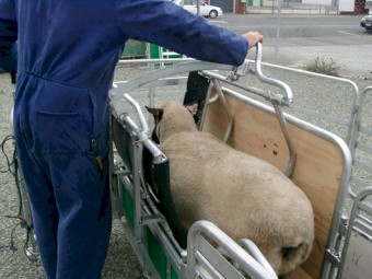 Prattley Sheep Handler Manual 1310mm x 715mm - 95kgs, with Sheep Handler Panels 4' x 36"