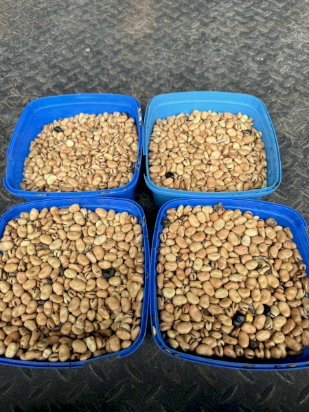 28 Ton of Feed Faba Beans