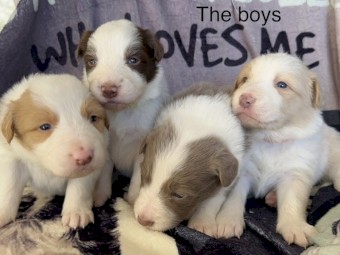 Border Collie Puppies 