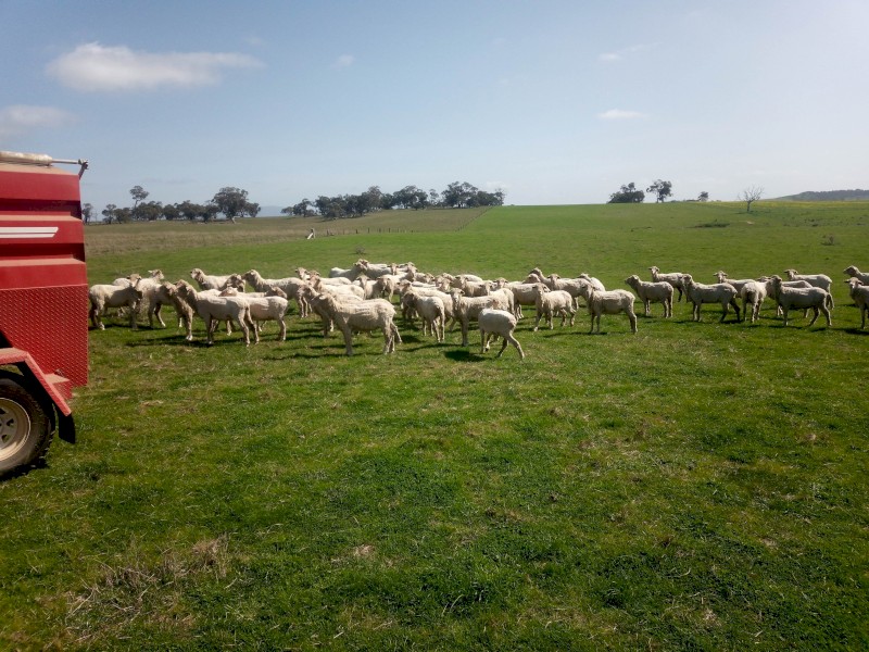 67 Fine Wool Merino Ewes.  2 year old.