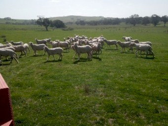 67 Fine Wool Merino Ewes.  2 year old.