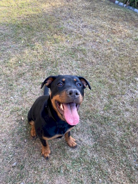 WANTED Kelpie Pups