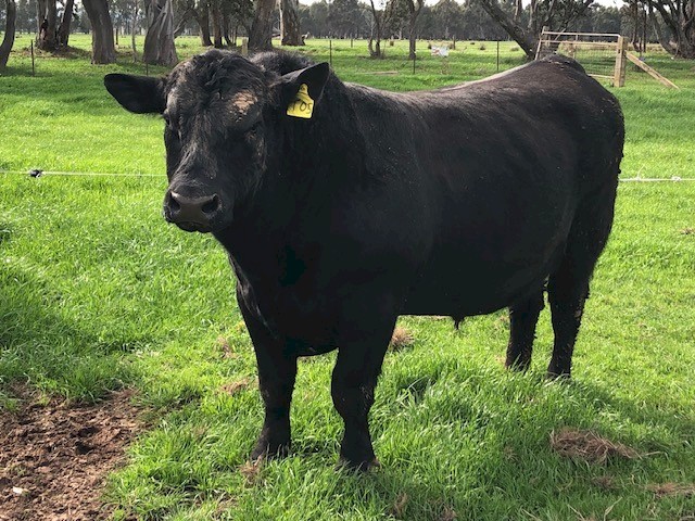 Angus Bull