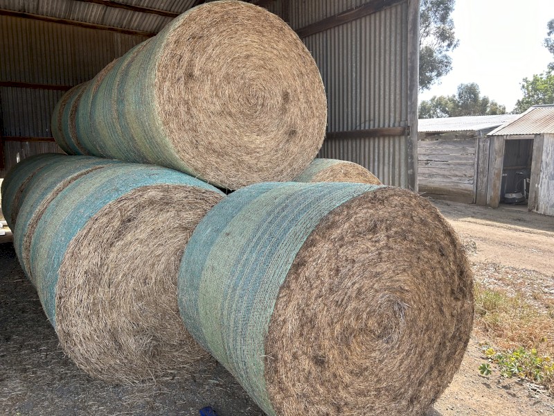 Lucerne rolls 2024 summer cut