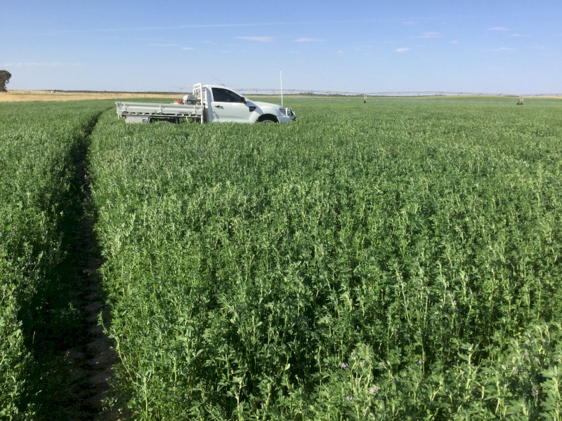 Lucerne Hay 8x4x3