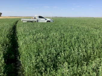 Lucerne Hay 8x4x3