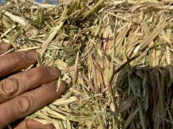 1500mt Oaten Hay 650kg 8x4x3 Bales (24/25 Season)