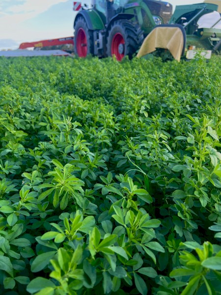 Lucerne Silage