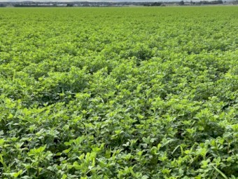 Lucerne Silage