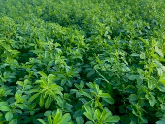Lucerne Silage