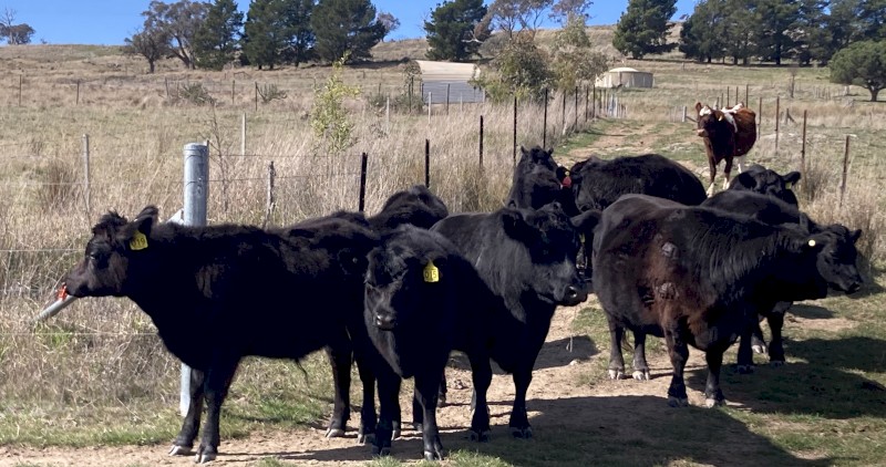 Lowline Heifer Calves