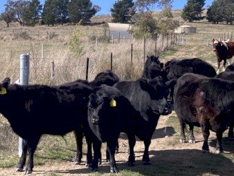 Lowline Heifer Calves