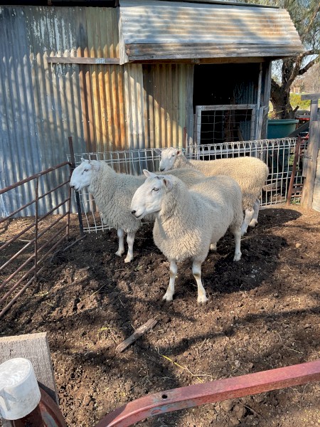 Border leister RAMS