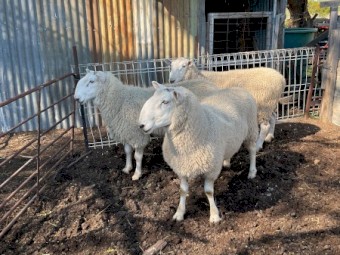Border leister RAMS
