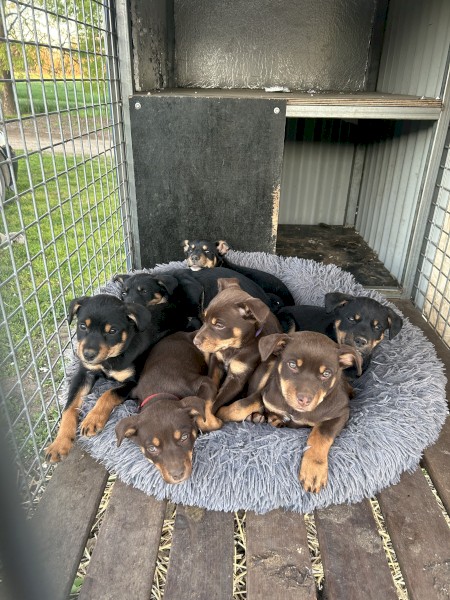 Kelpie pups 
