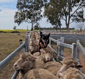 Kelpie pups 