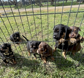 Kelpie pups 