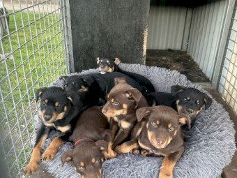 Kelpie pups 