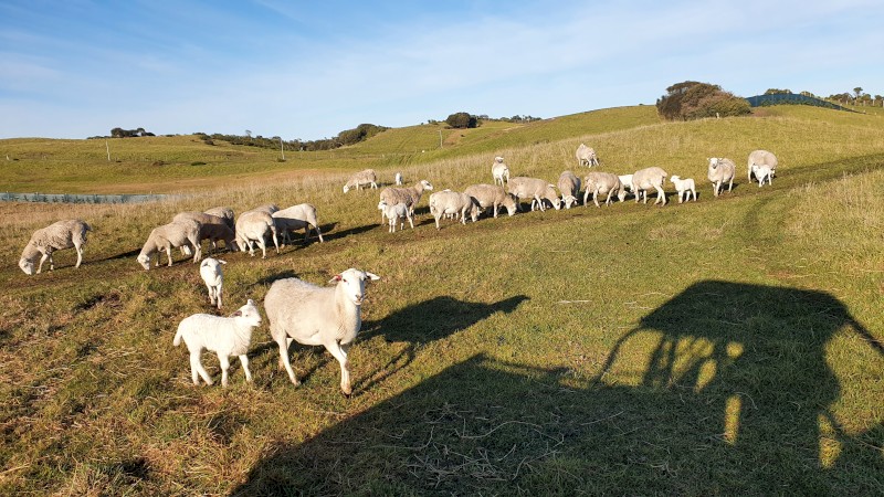 Aussie White Ewes with Lambs at foot
