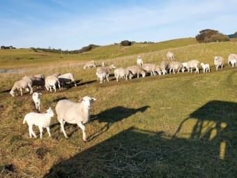 Aussie White Ewes with Lambs at foot