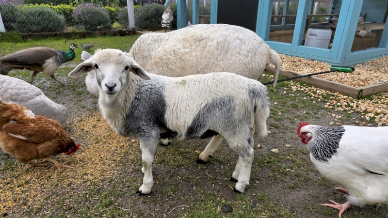 Miniature Harlequin/Persian Ram (Registered)