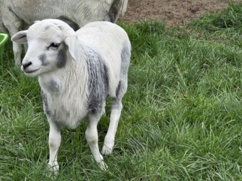 Miniature Harlequin/Persian Ram (Registered)