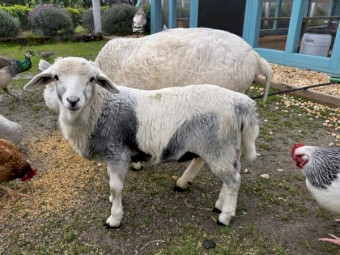 Miniature Harlequin/Persian Ram (Registered)