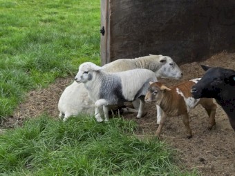 Miniature Harlequin/Persian Ram (Registered)