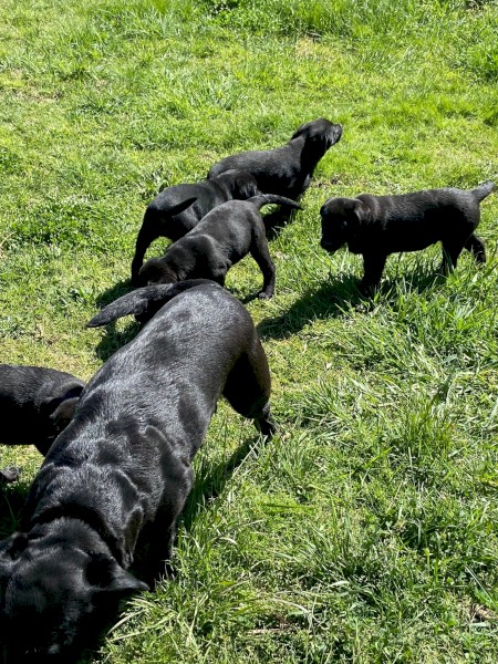 Black Labrador cross Kelpie Puppies
