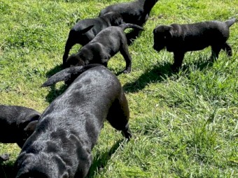 Black Labrador cross Kelpie Puppies