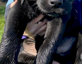 Black Labrador cross Kelpie Puppies