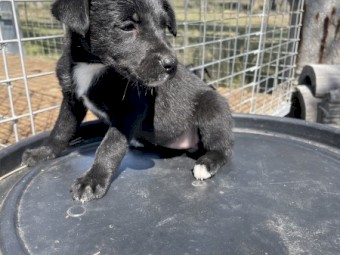 Kelpie pups to give away