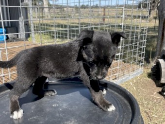 Kelpie pups to give away