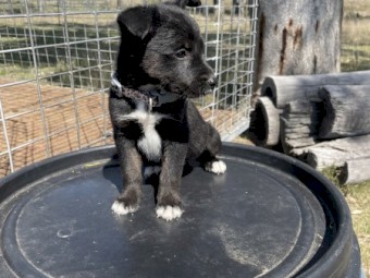 Kelpie pups to give away