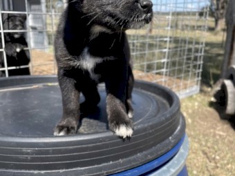 Kelpie pups to give away