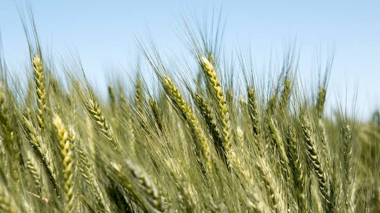 Wheat for silage