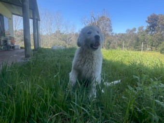 Maremma Pups