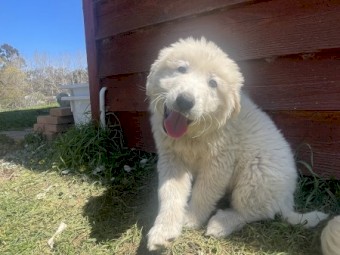 Maremma Pups