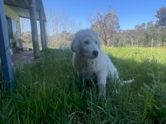 Maremma Pups