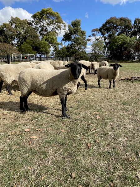 Young Suffolk ewes 
