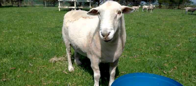 Wiltipoll Rams and Ewes - Stud and Commercial Stock